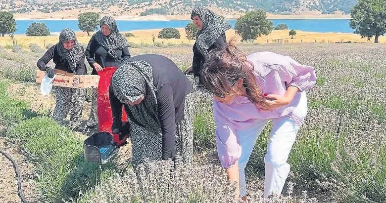 Lavanta vadisinde bereket zamanı