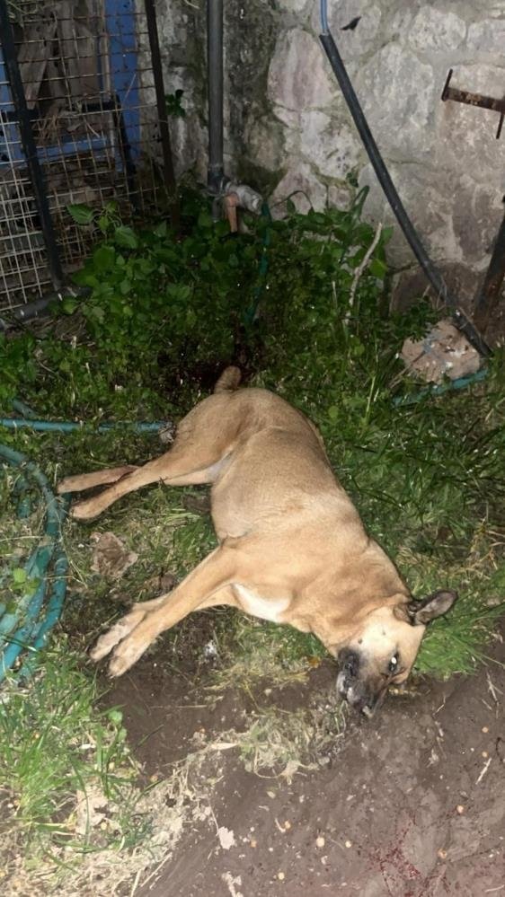 Bodrum’da 12 hayvanı zehirlediği iddia edilen şahıs yakalandı