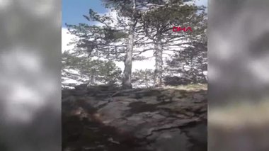 Çanakkale’de motosikletlinin karşısına birden ayı çıktı! Ağaca tırmandığı anlar kamerada