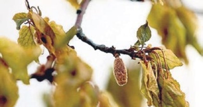 Zirai don için 23 milyar lira hasar tazminatı ödendi