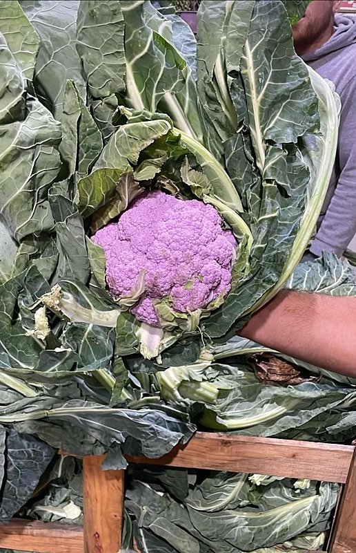 Hale gelen kamyondaki mor karnabahar ilgi çekti