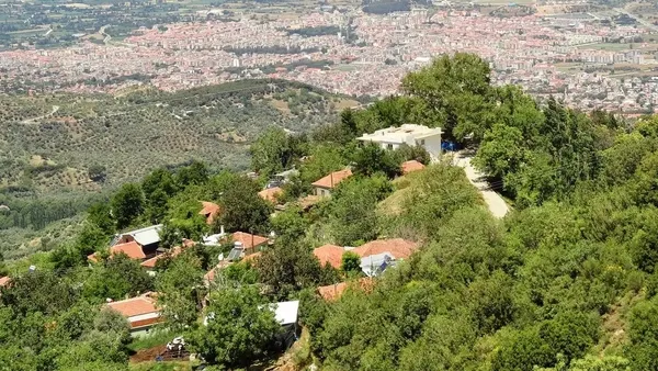 izmirde-hasadi-basladi-guzellik-iksiri-karadut-1785012553220.jpeg