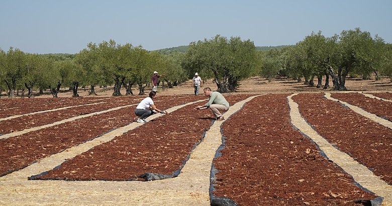 Manisa’nın dünyaca ünlü Sultani üzümüne Avrupa Birliği coğrafi işareti yolda