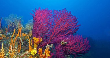 Ayvalık’ın saklı hazinesi kırmızı mercanlar böyle görüntülendi