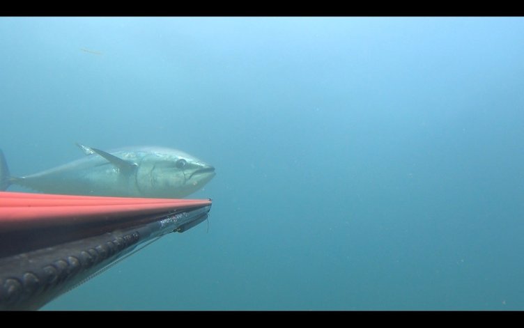 Çanakkale’de zıpkınla avladı! 180 cm boyunda 100 kilo ağırlığında
