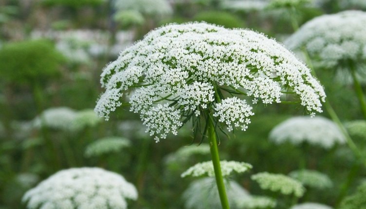 Abdestbozan otu ne işe yarar? Abdestbozan otunun faydaları nelerdir?