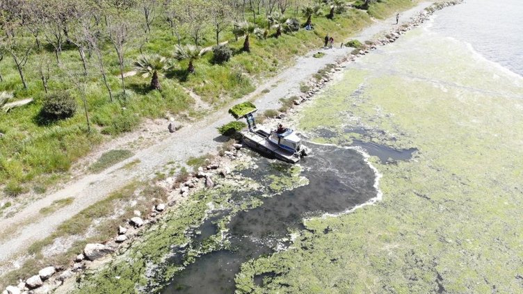İzmir Çakalburnu Dalyanı’nda sudaki kirlilik deniz marullarını artırdı