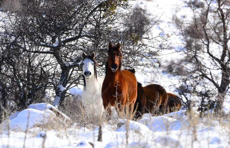 Ege’de muhteşem görüntüler! Yılkı atları Murat Dağı’nda 3 yıl aradan sonra yeniden görüntülendi