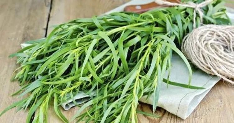 Tarhun otunun faydaları nelerdir? Tarhun otu ne işe yarar?