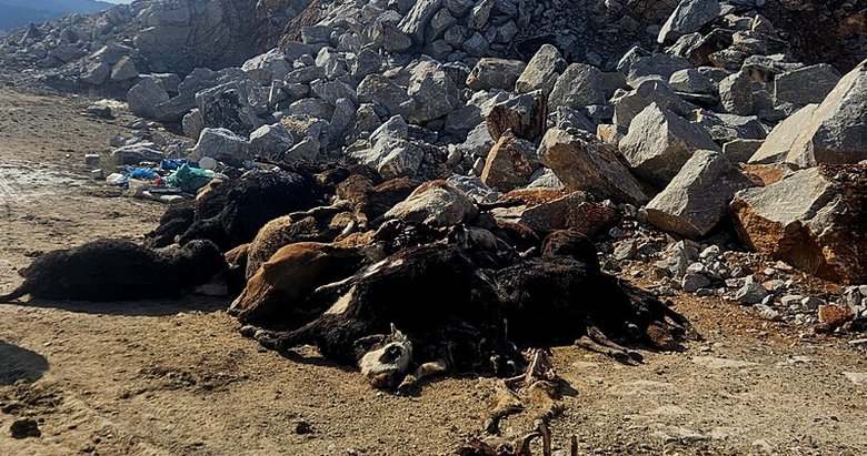 Kütahya’da telef olmuş 30 büyükbaş hayvan bulundu