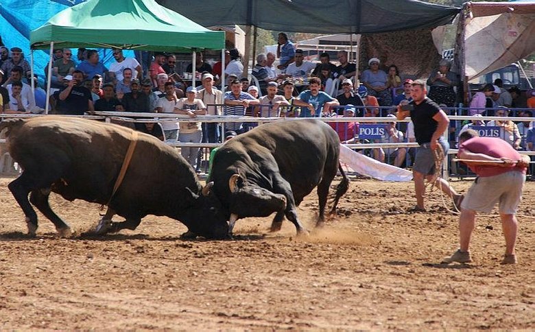 Osmanlı’dan gelen Yörük geleneği: Boğa güreşi!