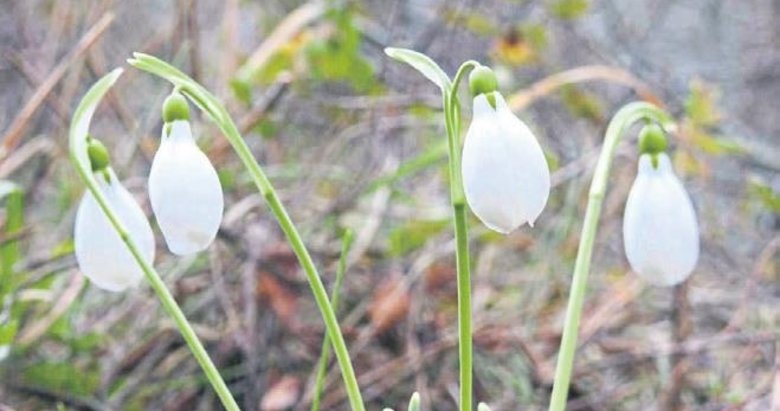Spil Dağı’nda kar yok kardelenler erken açtı