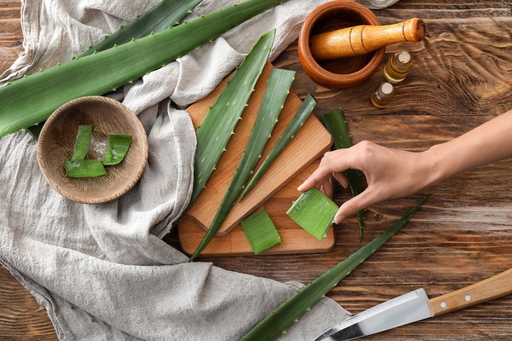 Aloe Vera bitkisine nasl baklr? Aloe Vera nasl kullanlr?