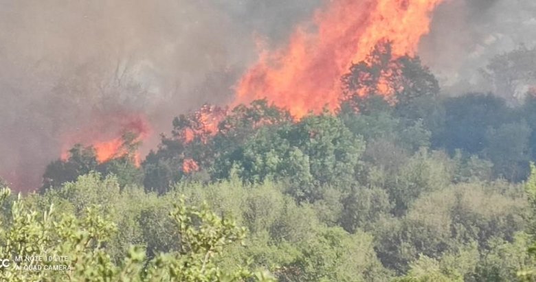Aydın-Muğla sınırında makilik yangını