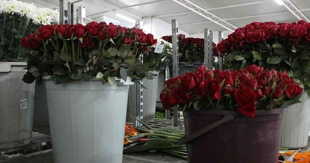 Izmir De Bir Dal Kirmizi Gul Ne Kadara Satilacak Izmir Haberleri