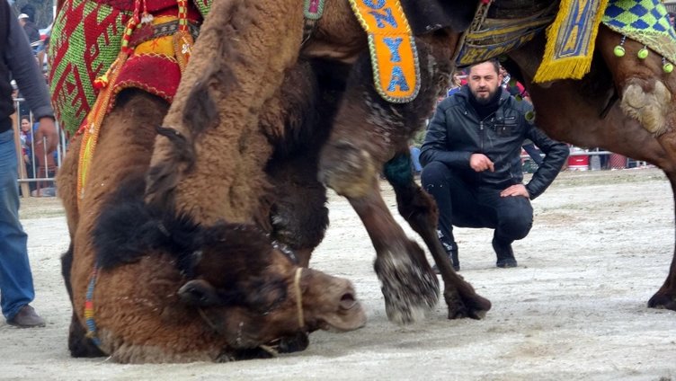 İncirliova’da 200 pehlivan deve kıyasıya güreşti