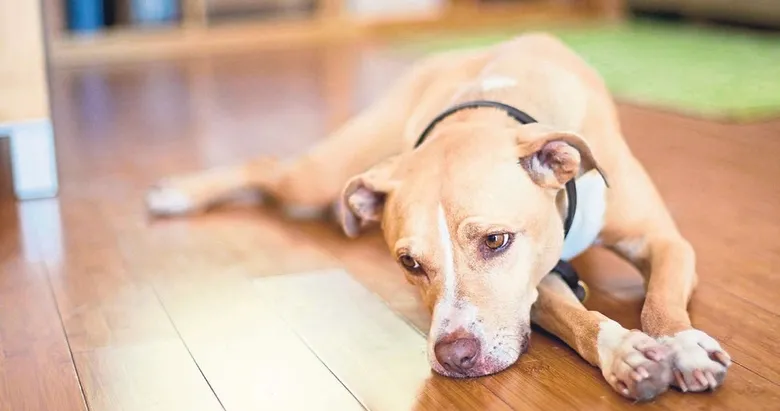 Köpeklerin gözünden hiçbir duygu kaçmıyor