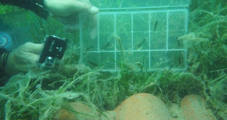 150 yavru Çanakkale’ye bırakıldı! Türkiye’de bir ilk oldu