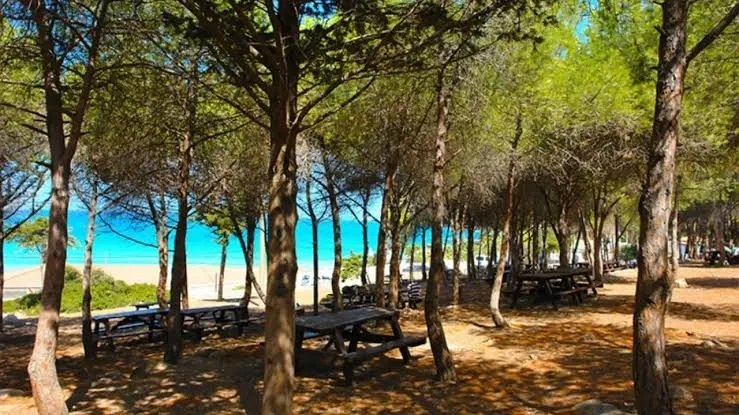 İzmir’de sıcaklardan kaçıp nefes alabileceğiniz piknik alanları