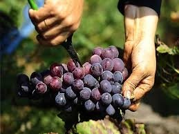 Ağrılarınızı besinlerle azaltın