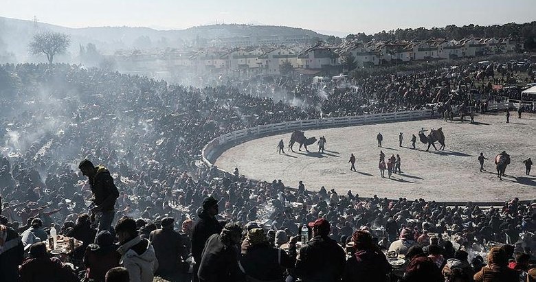İzmir’den renkli görüntüler! 40. Selçuk Efes Deve Güreşi Festivali, 162 devenin katılımıyla yapıldı