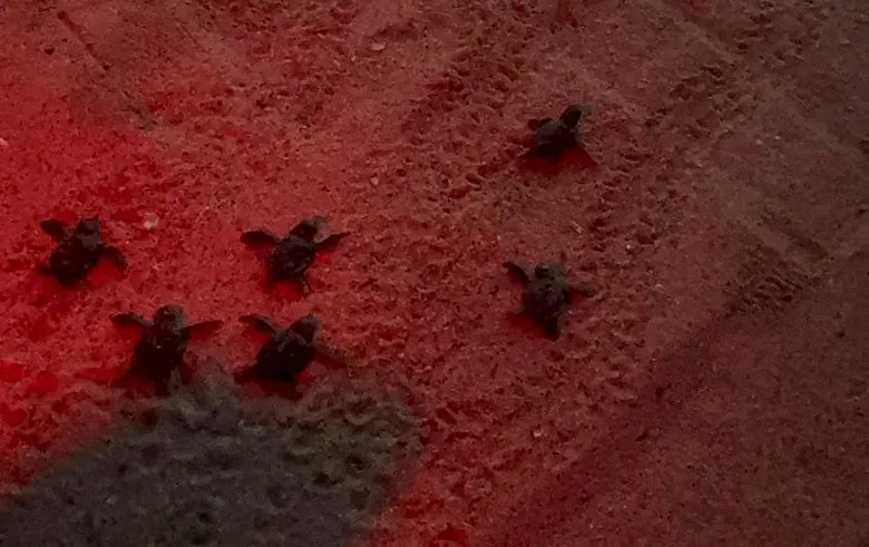 60 tane birden çıktı! Caretta yavruları denizle buluştu