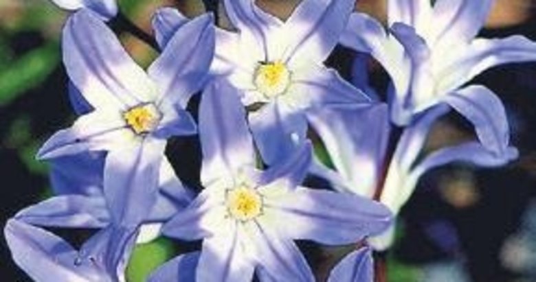 Bu sümbül Denizli’den başka yerde yetişmiyor