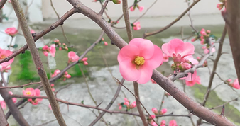 İzmir’de ayva çiçek açtı
