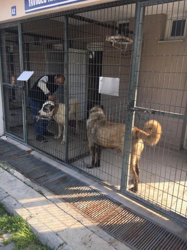 Salihli’de köpek dövüşüne jandarma baskını Manisa Haberleri