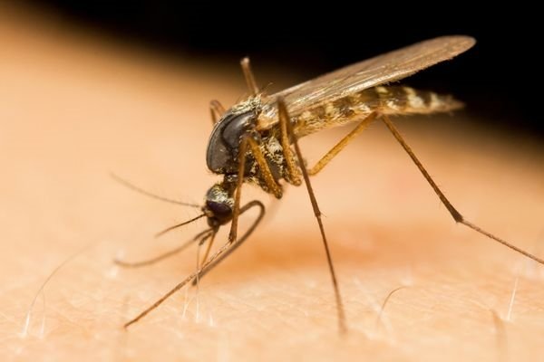 Sivrisinekler artık size yaklaşamayacak! Bu doğal yöntemleri deneyin