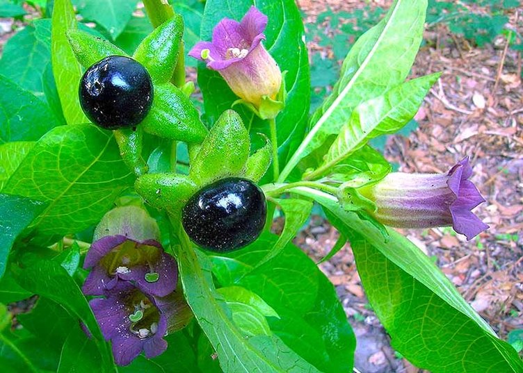 Faydaları var ama kullanımı riskli! Güzelavrat otu nedir?