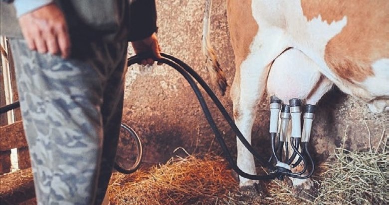 Toplanan inek sütü miktarı martta 1 milyon tonu aştı