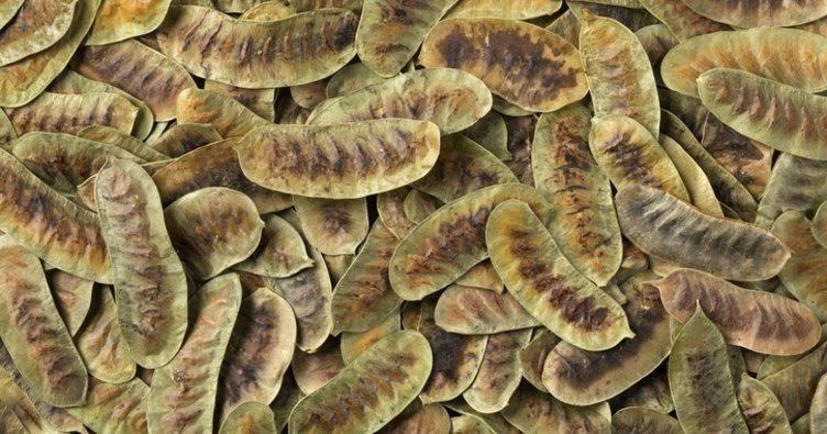 Her derde deva! Kabızlığı, enfeksiyonu, kas ağrılarını, saç dökülmesini kesiyor! Sinameki otunun faydaları neler?