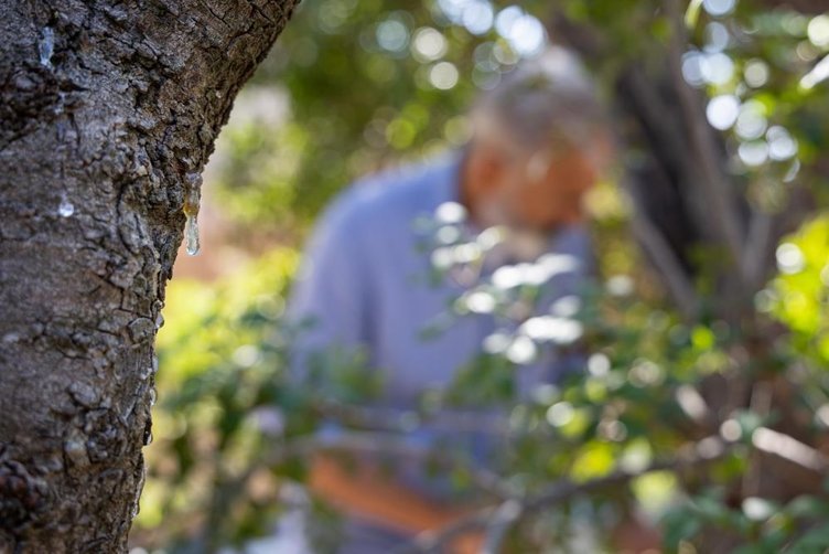 Çeşme sakızı Yunanistan’ın pabucunu dama atıyor