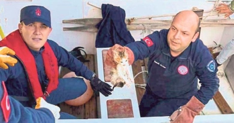 Denize düşen yavru kedileri sahil güvenlik kurtardı