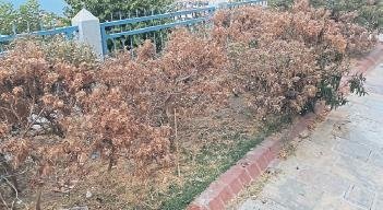 Tarihi Asansör’ün çevresindeki bitkiler susuzluktan kurudu