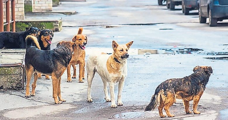 Buca’da sokak köpekleri vatandaşlara saldırıyor