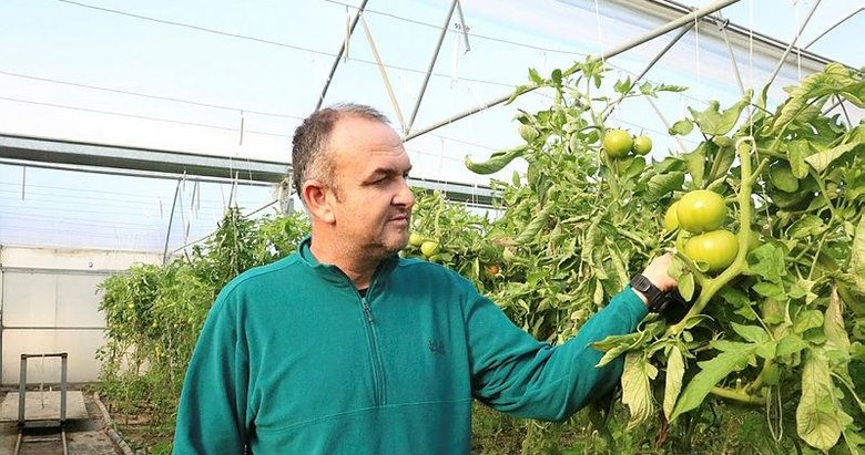 Yöneticilik kariyerini bırakıp devlet desteğiyle kurduğu serada sebze üretiyor