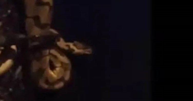 Fethiye’de piton yılanı nöbeti! Mahalleli diken üstünde