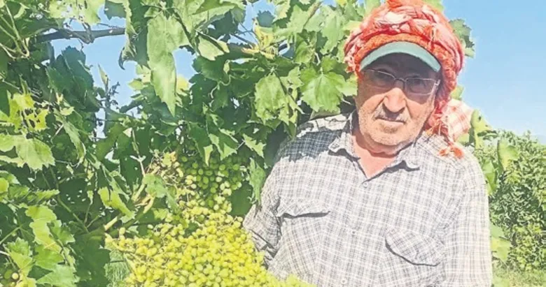 Sarıgöl bağlarında bereket