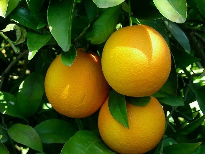 Köyceğiz Portakalı için coğrafi tescil çalışması başladı