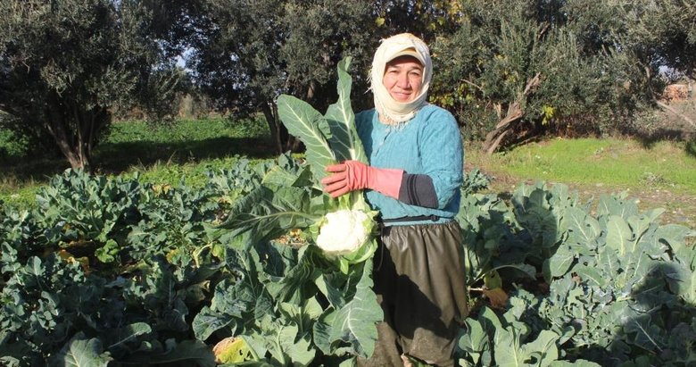 Kış aylarının gözde sebzeleri Salihli’de yetişiyor