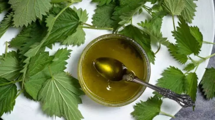 İbn-i Sina’nın tavsiye ettiği ısırgan otunun mucizevi faydaları! Her öğüne yakışan ısırgan otu tarifi