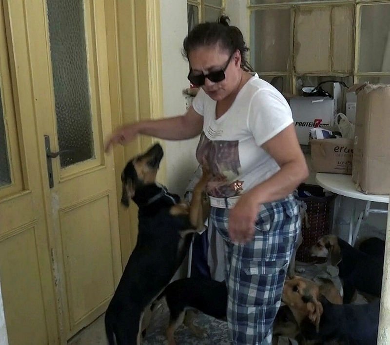 Evde 18 köpek besleyince, ev sahibi ve komşularıyla başı derde girdi