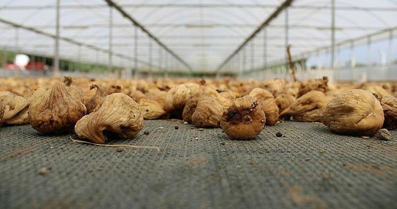 Kuru incir ihracatından 2 ayda 89 milyon dolar geldi