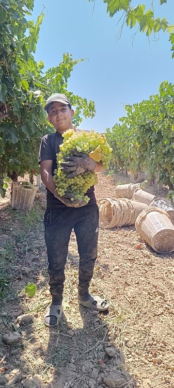 Manisa’da 7 kilo 250 gramlık üzüm salkımı