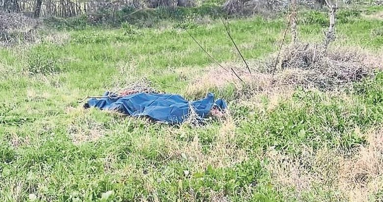 Zeytin ağacı cinayeti