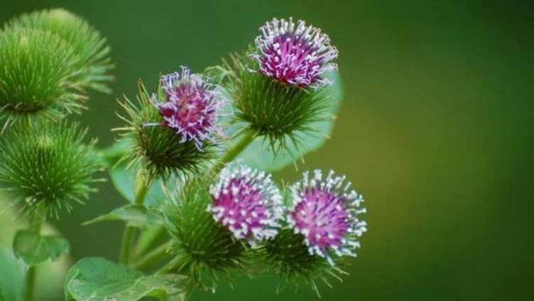 Dulavrat otu ne işe yarar? Dulavrat otunun faydaları nelerdir?