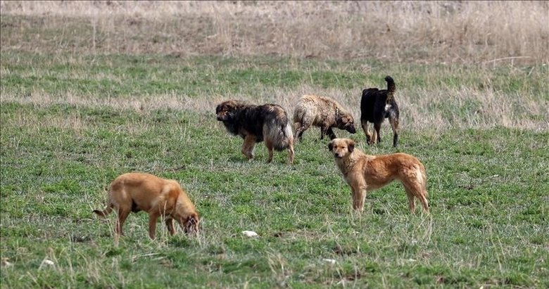 Sokak köpeği dehşeti davasında emsal karar: Aileye 5 milyon lira tazminat ödenecek