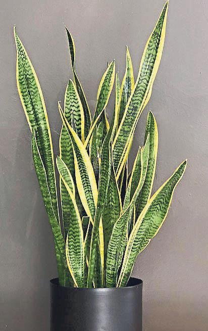 Doğal hava temizleyiciler